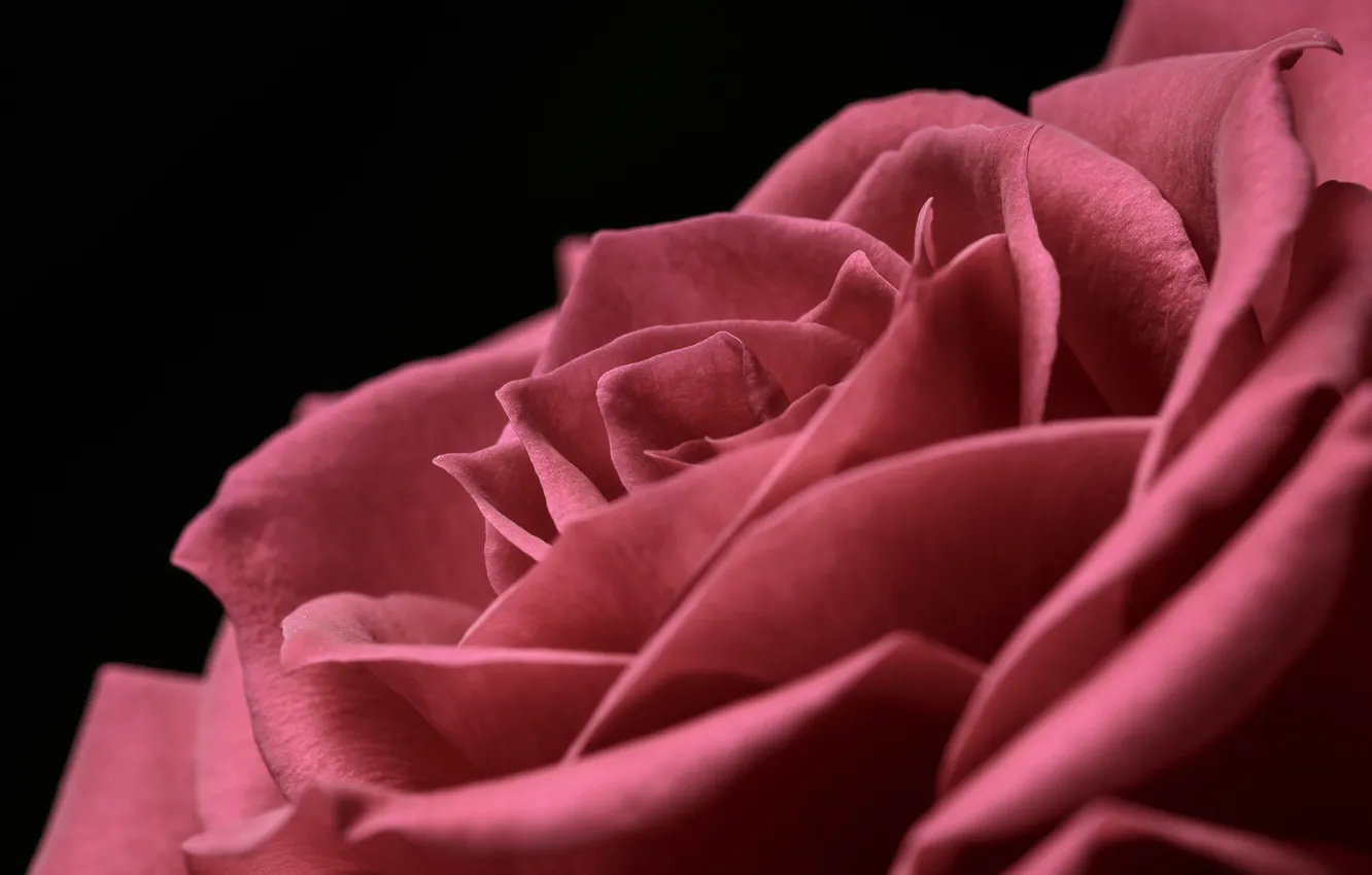 Фото обои макро, роза, лепестки, красная
