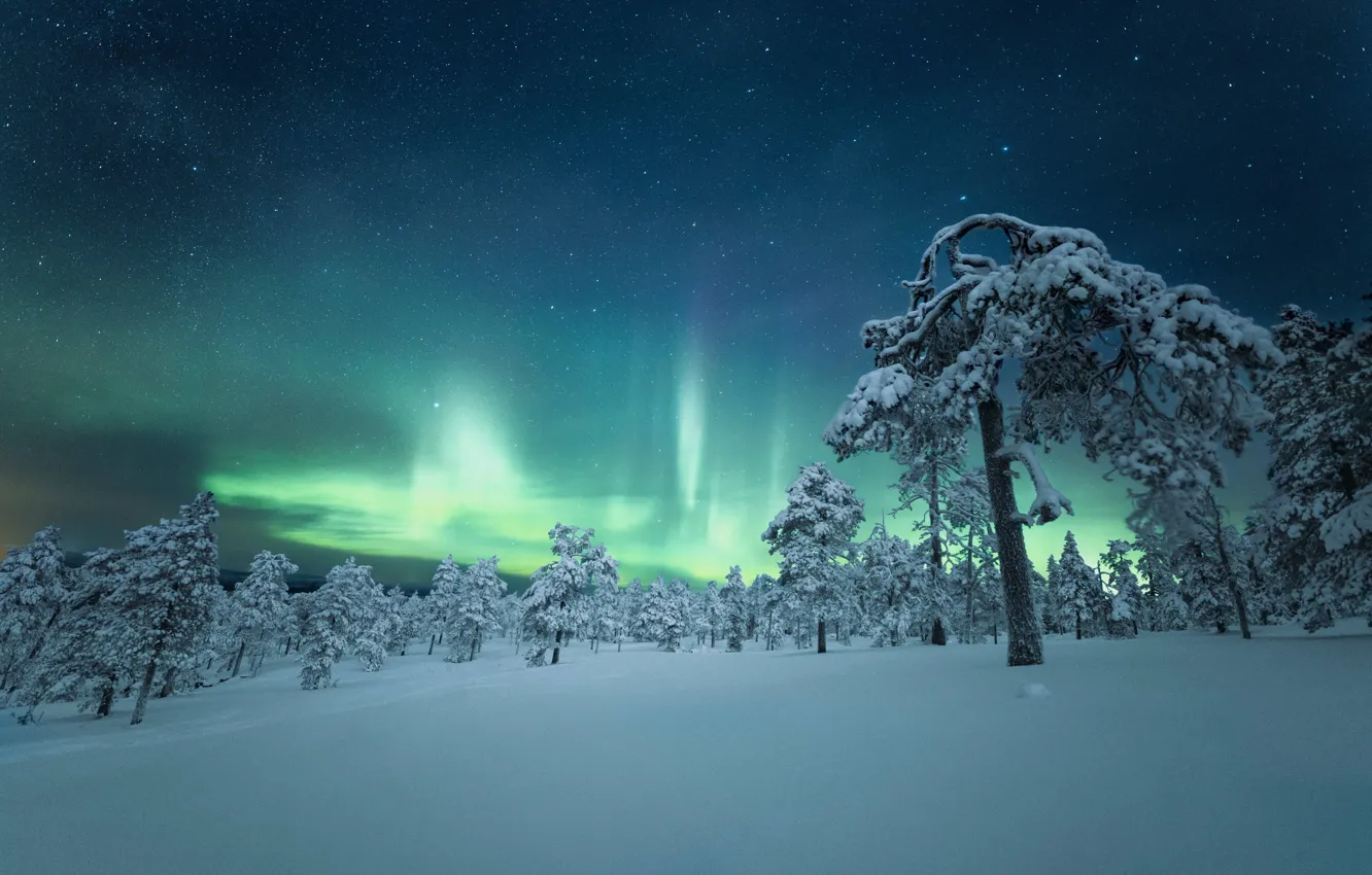Фото обои снег, деревья, ночь, северное сияние