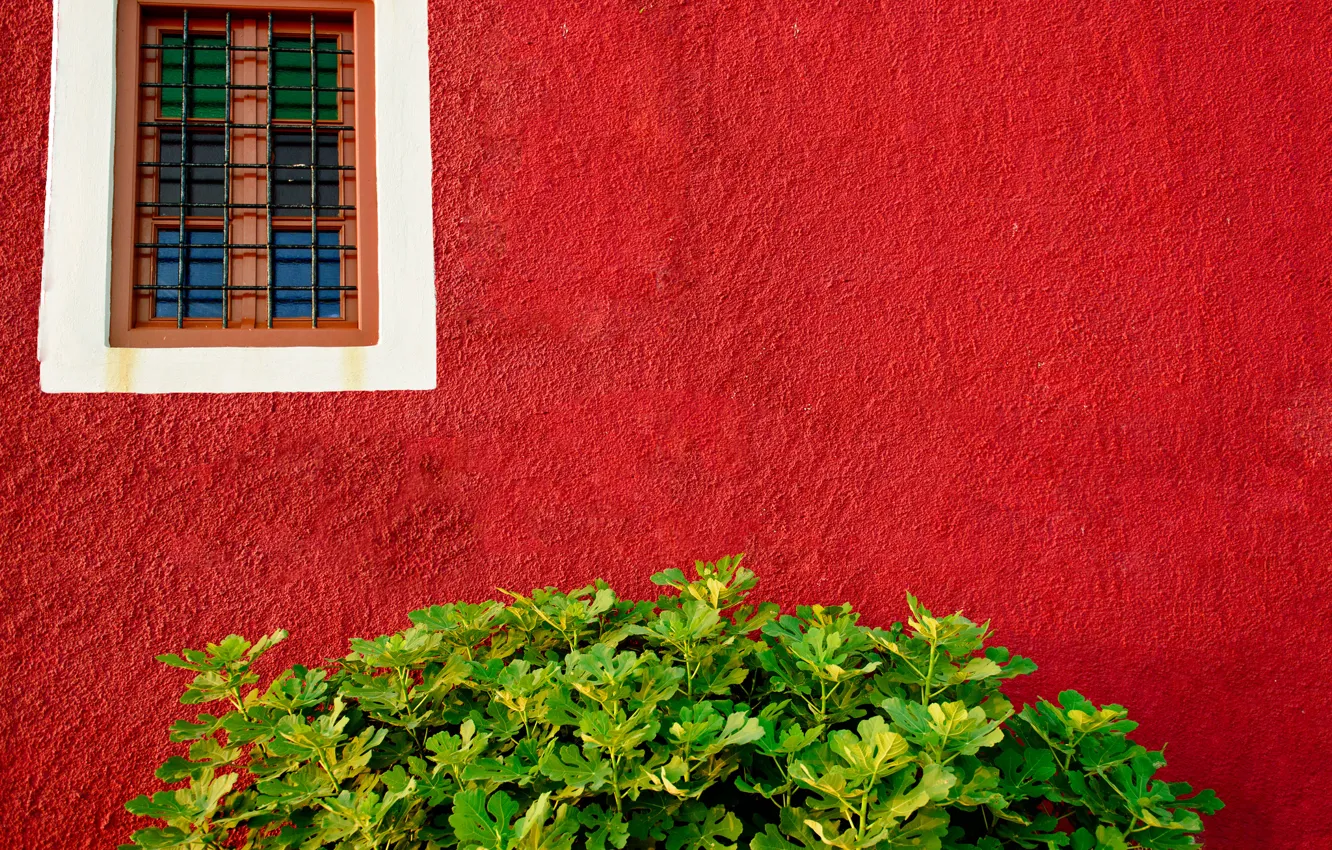 Фото обои зелень, стена, куст, окно, красная