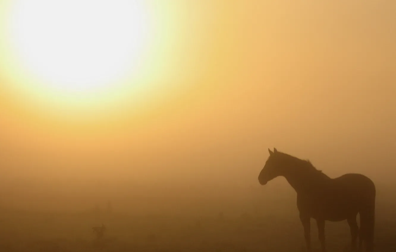 Фото обои природа, туман, конь, утро