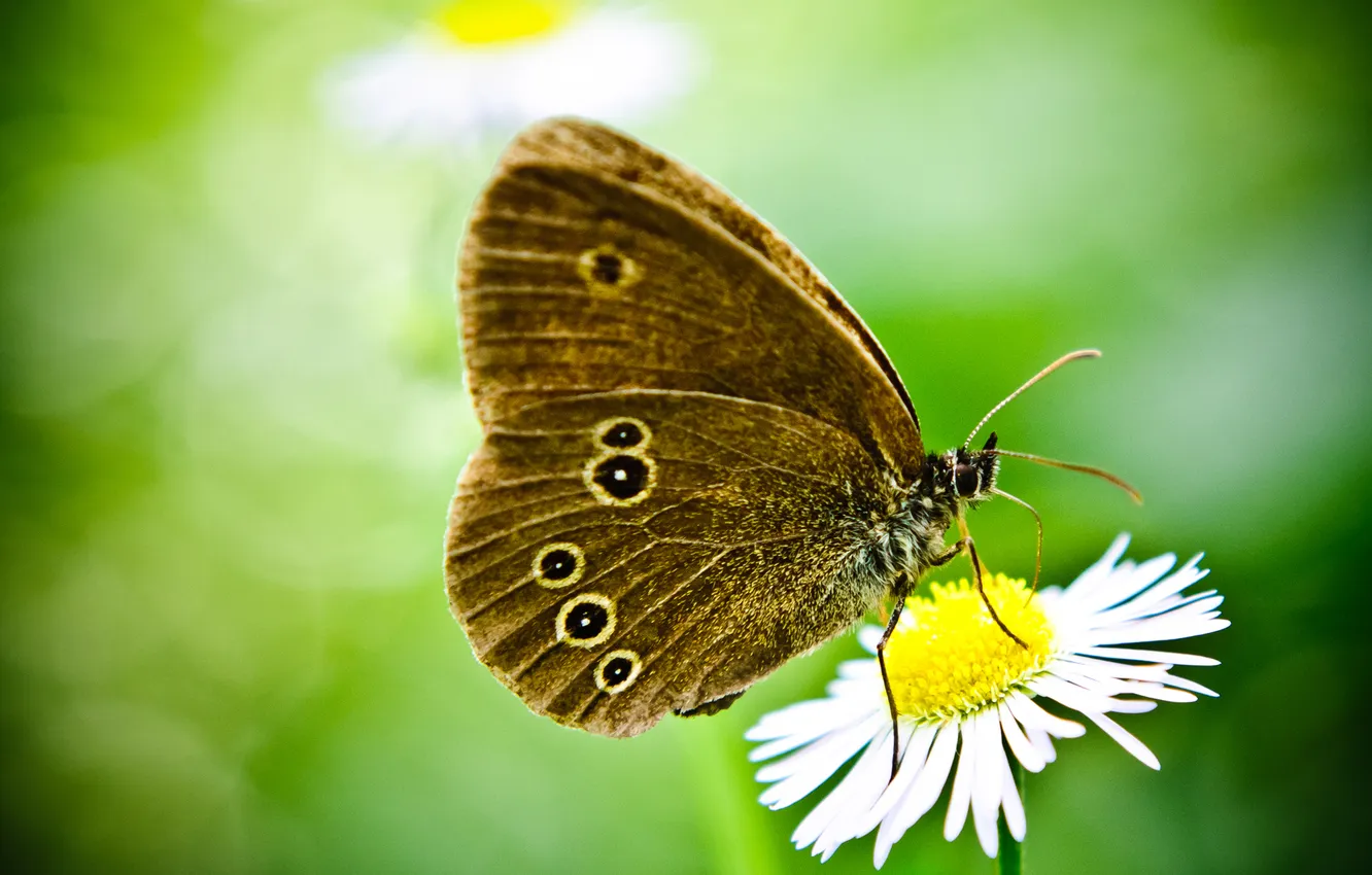 Фото обои зеленый, фон, бабочка, цвето