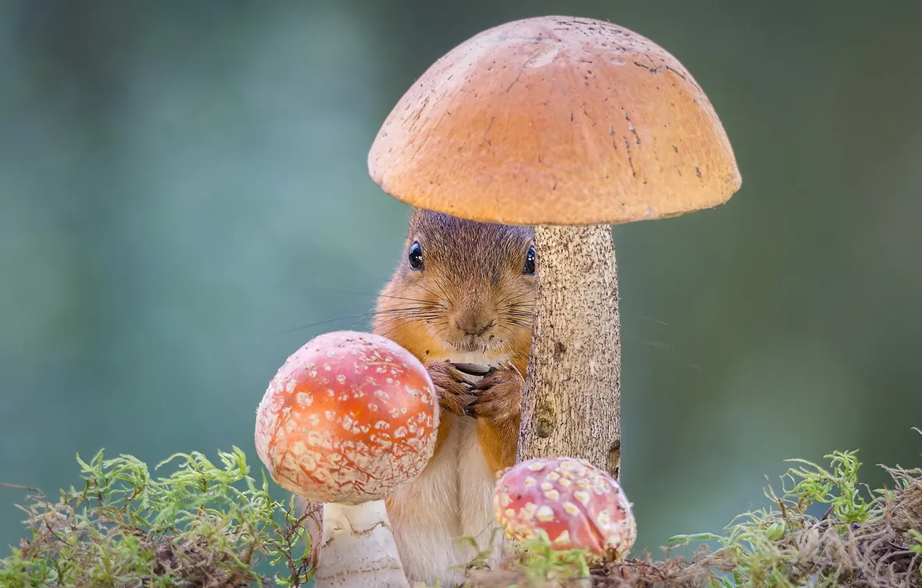 Фото обои природа, гриб, белка