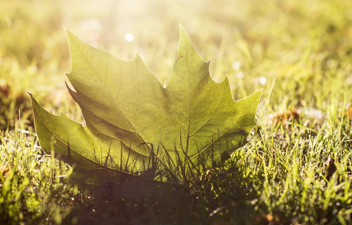 Фото обои зелень, трава, солнце, макро, свет, природа, лист, блики