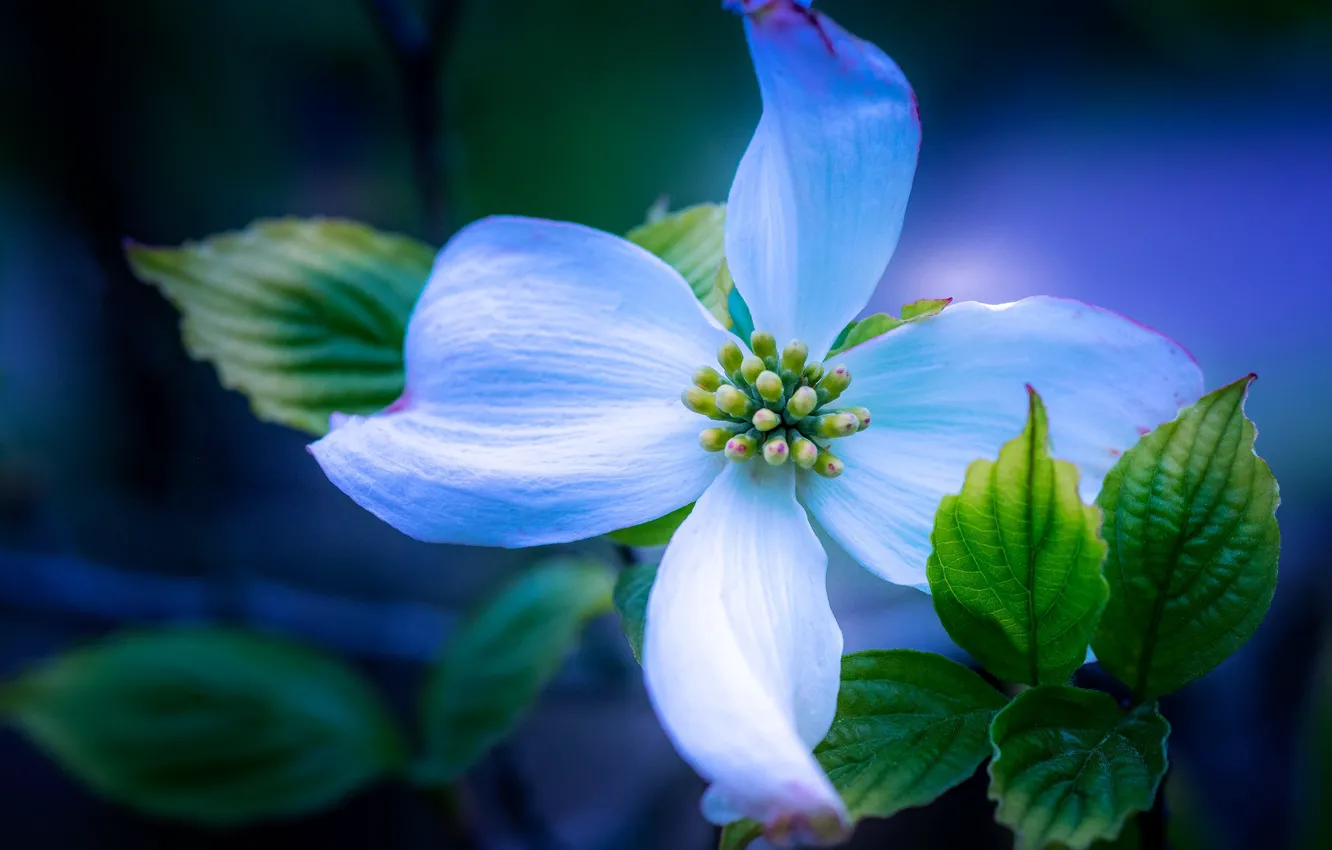 Фото обои листья, макро, лепестки, кизил