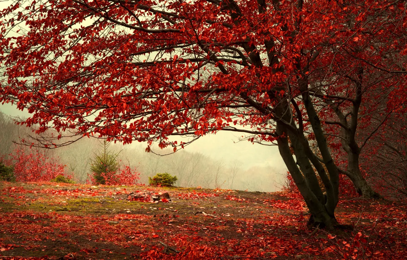 Фото обои осень, лес, листья, деревья, ветки, природа, туман, дерево