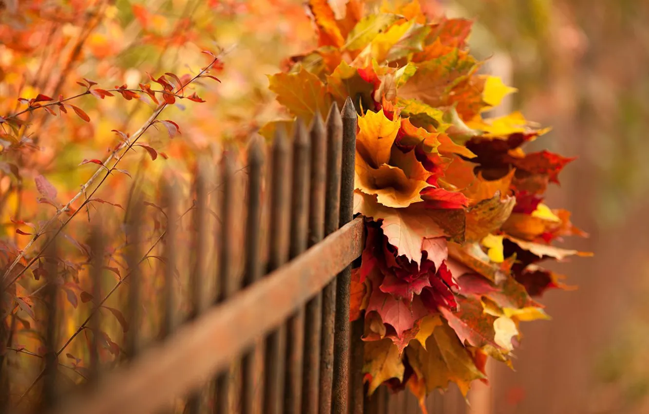 Фото обои осень, листья, природа, боке