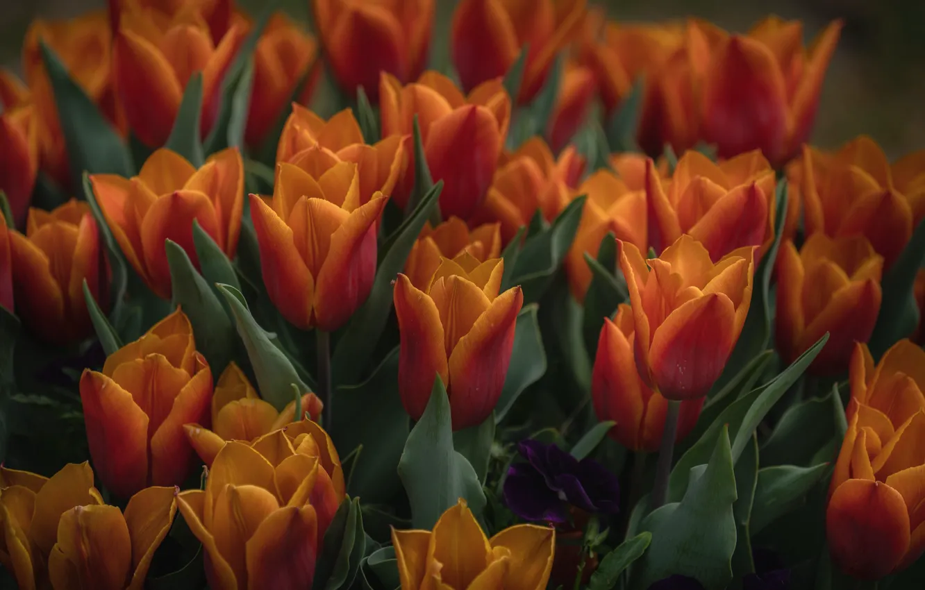 Фото обои цветы, фон, весна, тюльпаны, бутоны, много, краСно-оранжевые