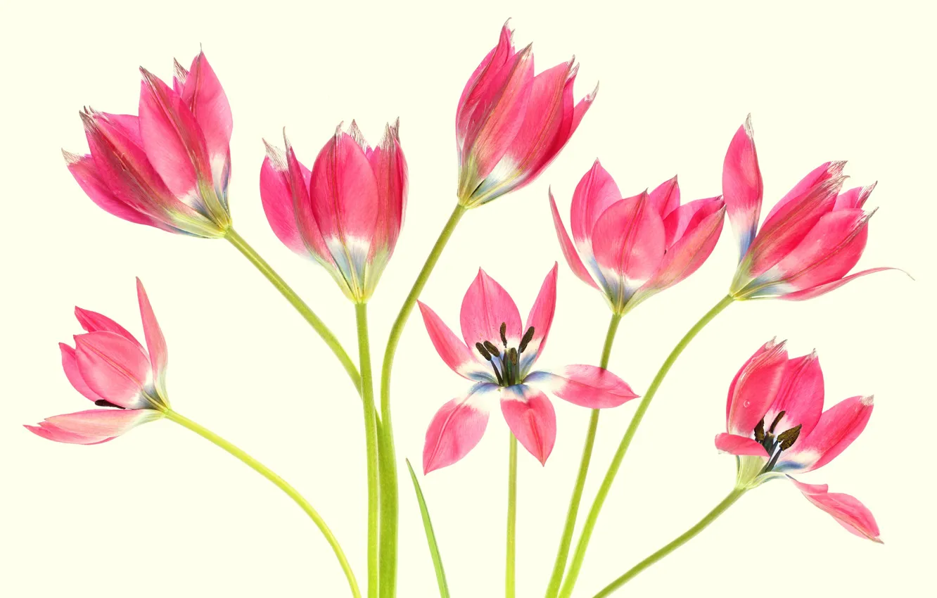 Фото обои фон, стебли, тюльпаны, Tulips