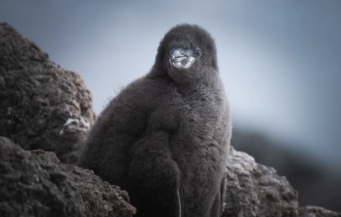 Фото обои небо, камни, пух, птенец, Antarctic Penguins