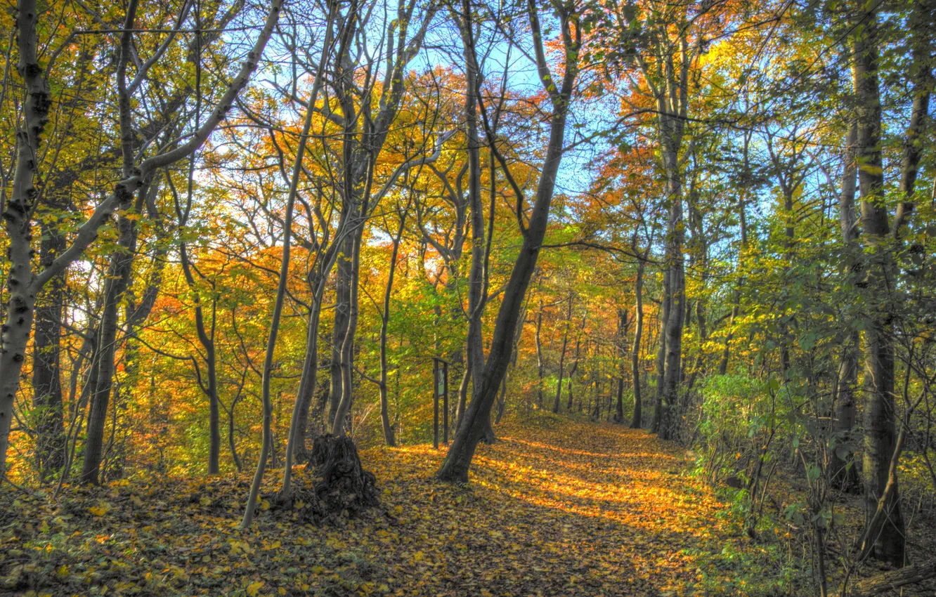 Фото обои осень, лес, листья, деревья, ветки, парк, путь, солнечный свет