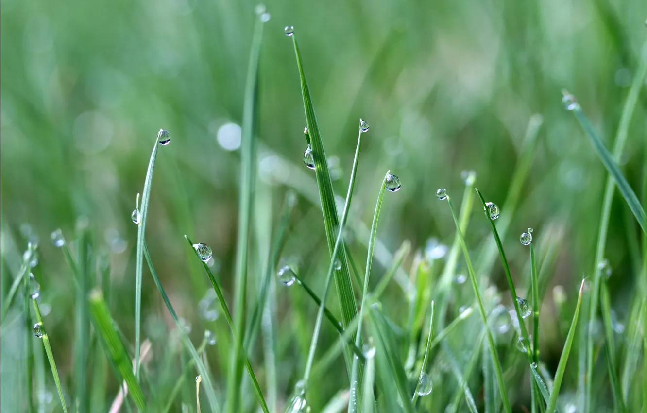 Фото обои трава, капли, роса, размытость, линейные листочки
