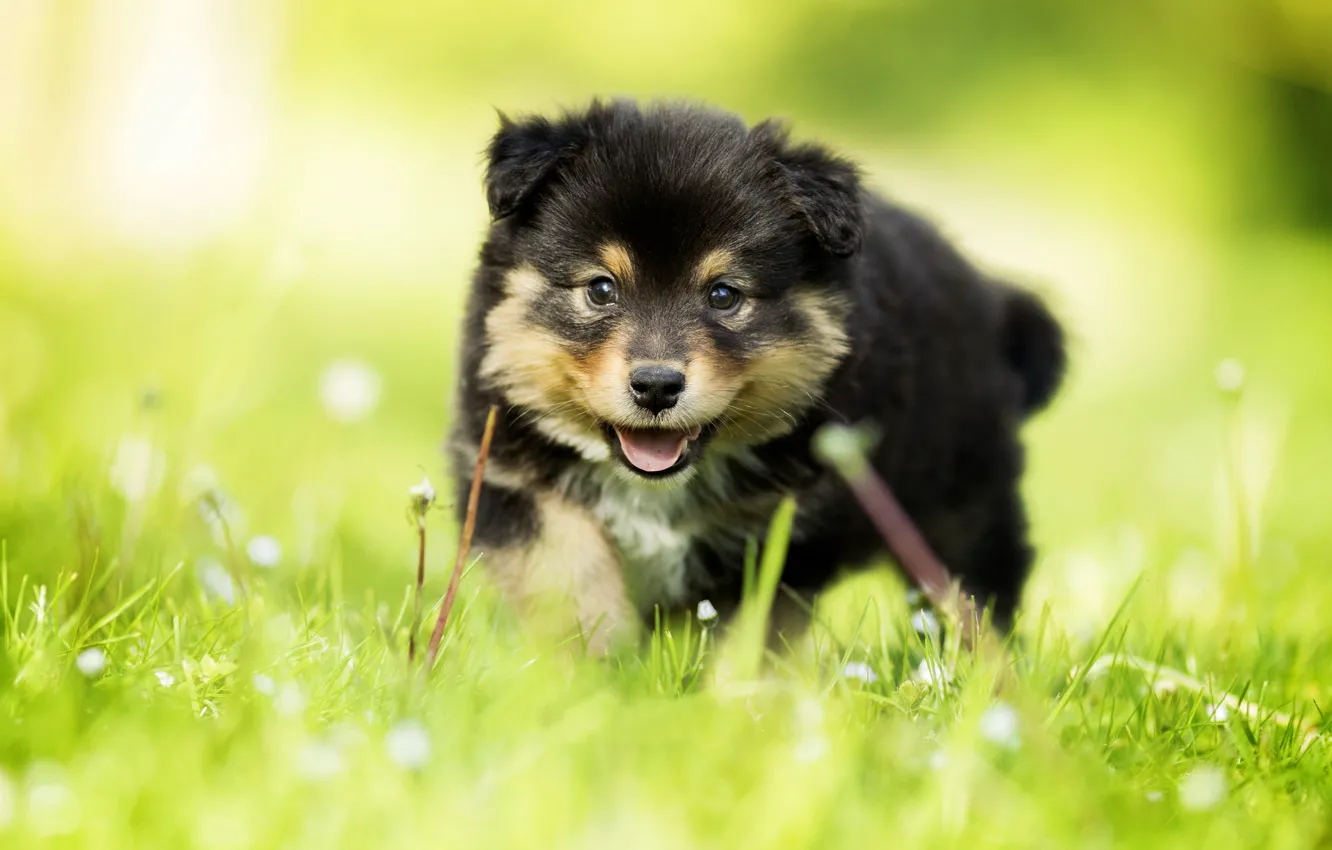 Фото обои трава, взгляд, собака, малыш, щенок, боке, Финский лаппхунд