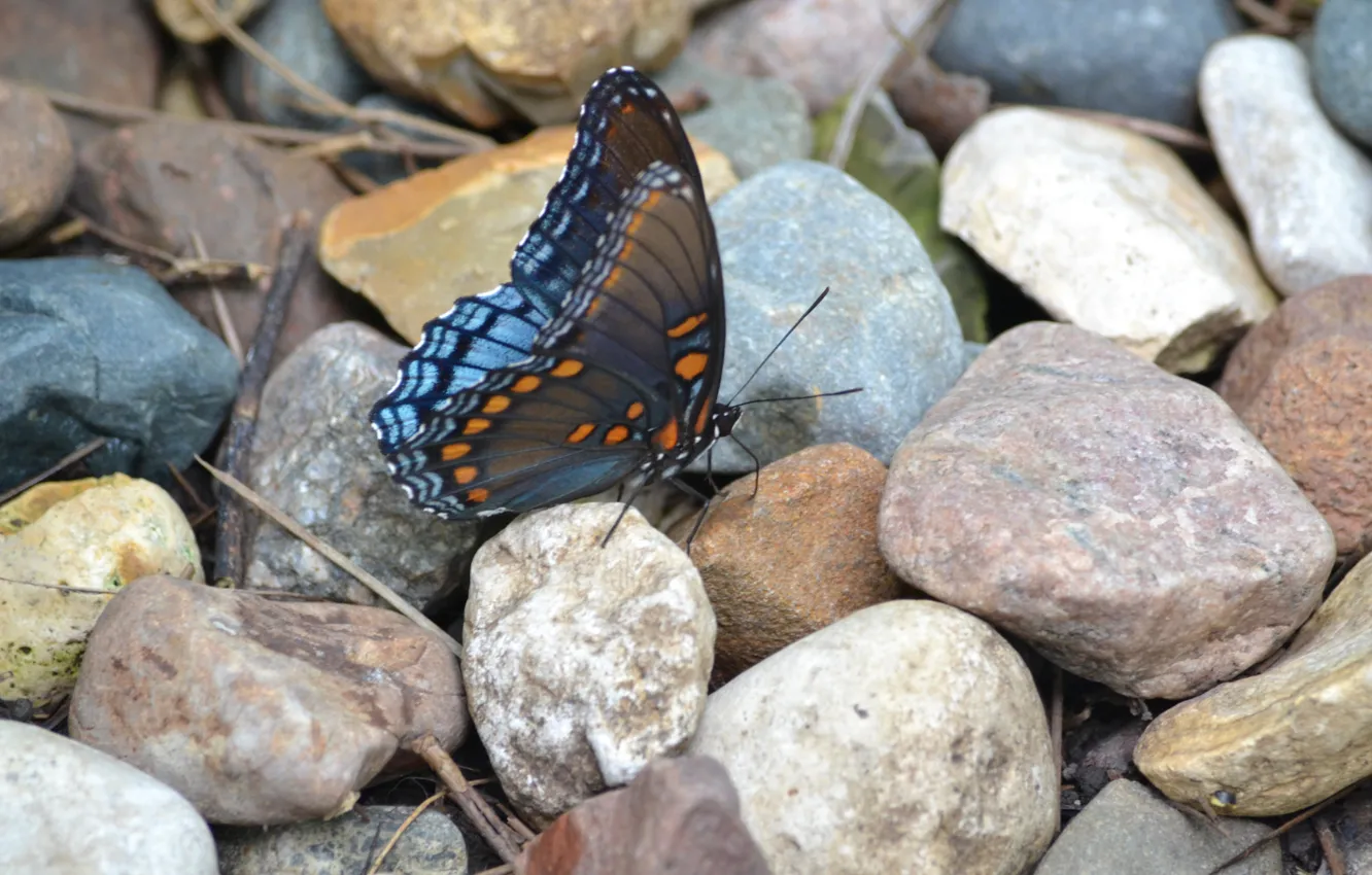 Фото обои камни, узор, бабочка, крылья, насекомое