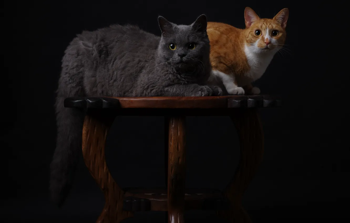 Фото обои кошка, кот, кошки, коты, черный фон