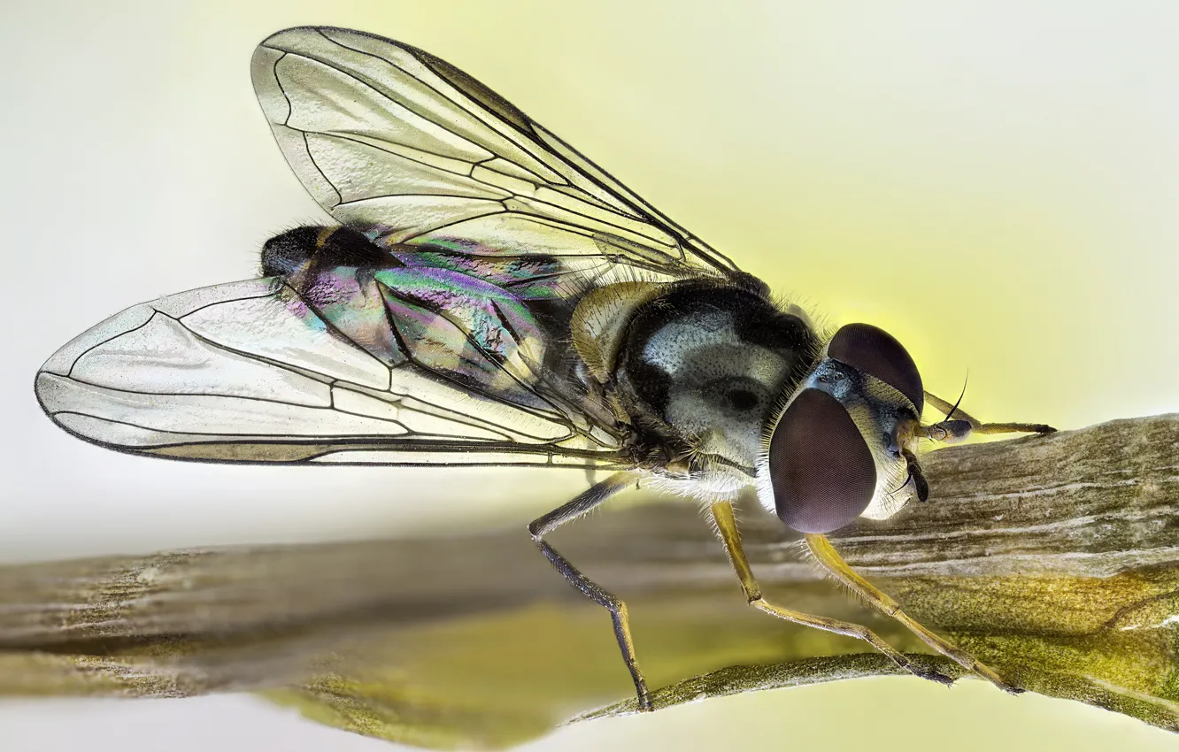 Фото обои муха, насекомое, радужные крылья