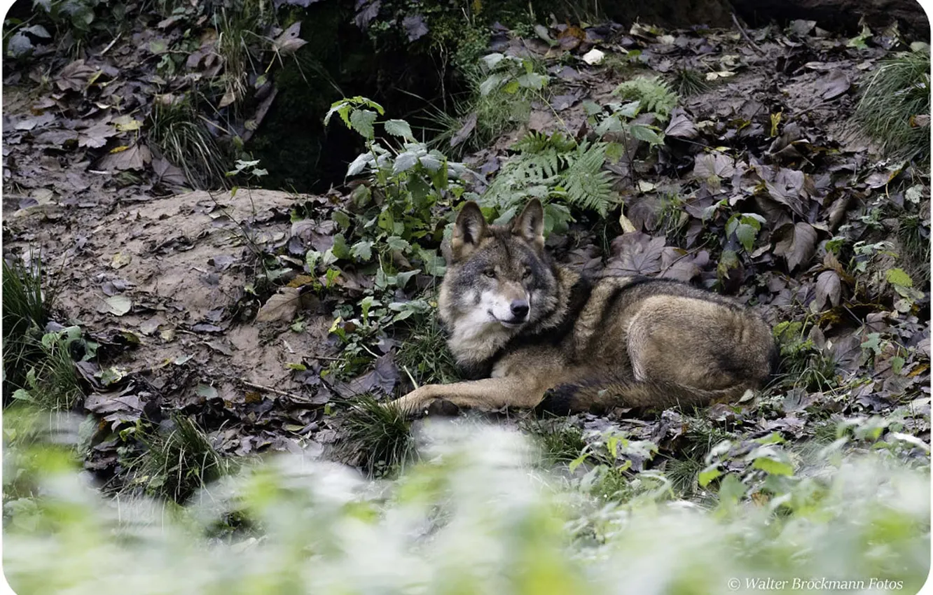 Фото обои nature, face, animal, wolf, wildlife, head, fur, mammal