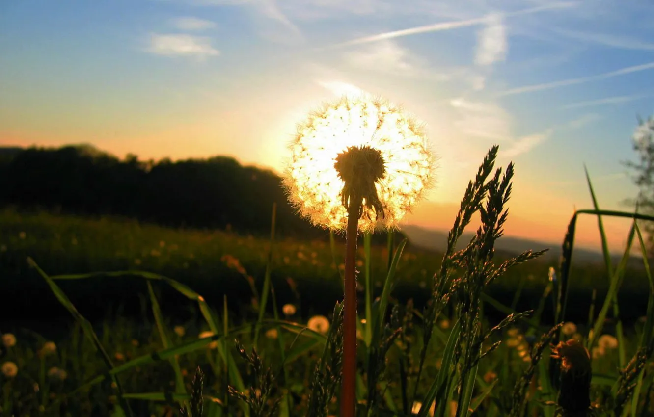 Фото обои трава, солнце, Одуванчик