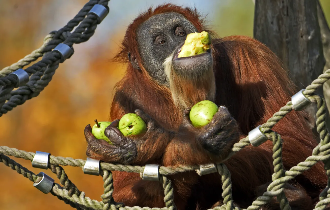 Фото обои обезьяна, гамак, груши, орангутан