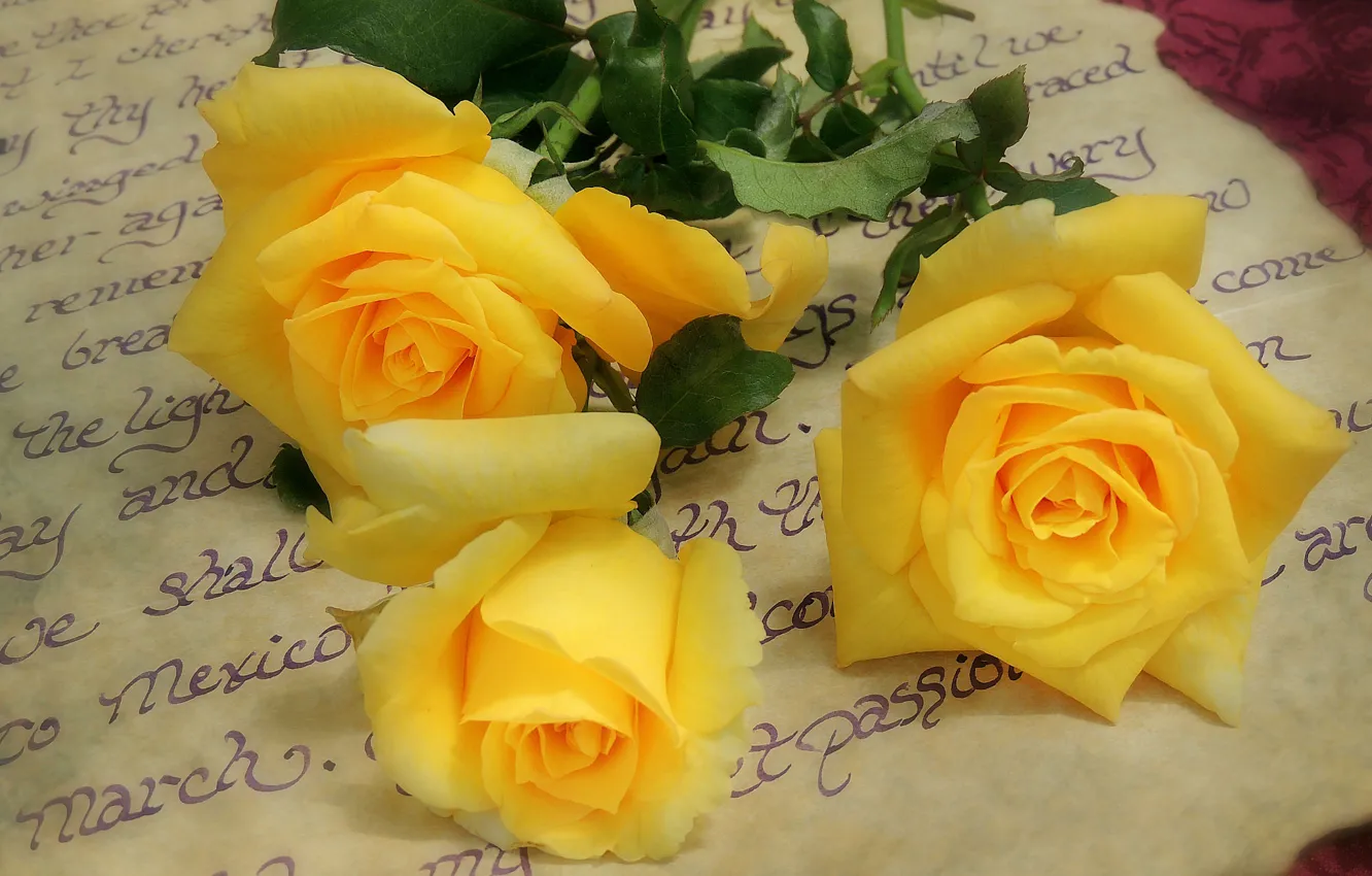 Фото обои письмо, розы, жёлтые, жёлтые розы