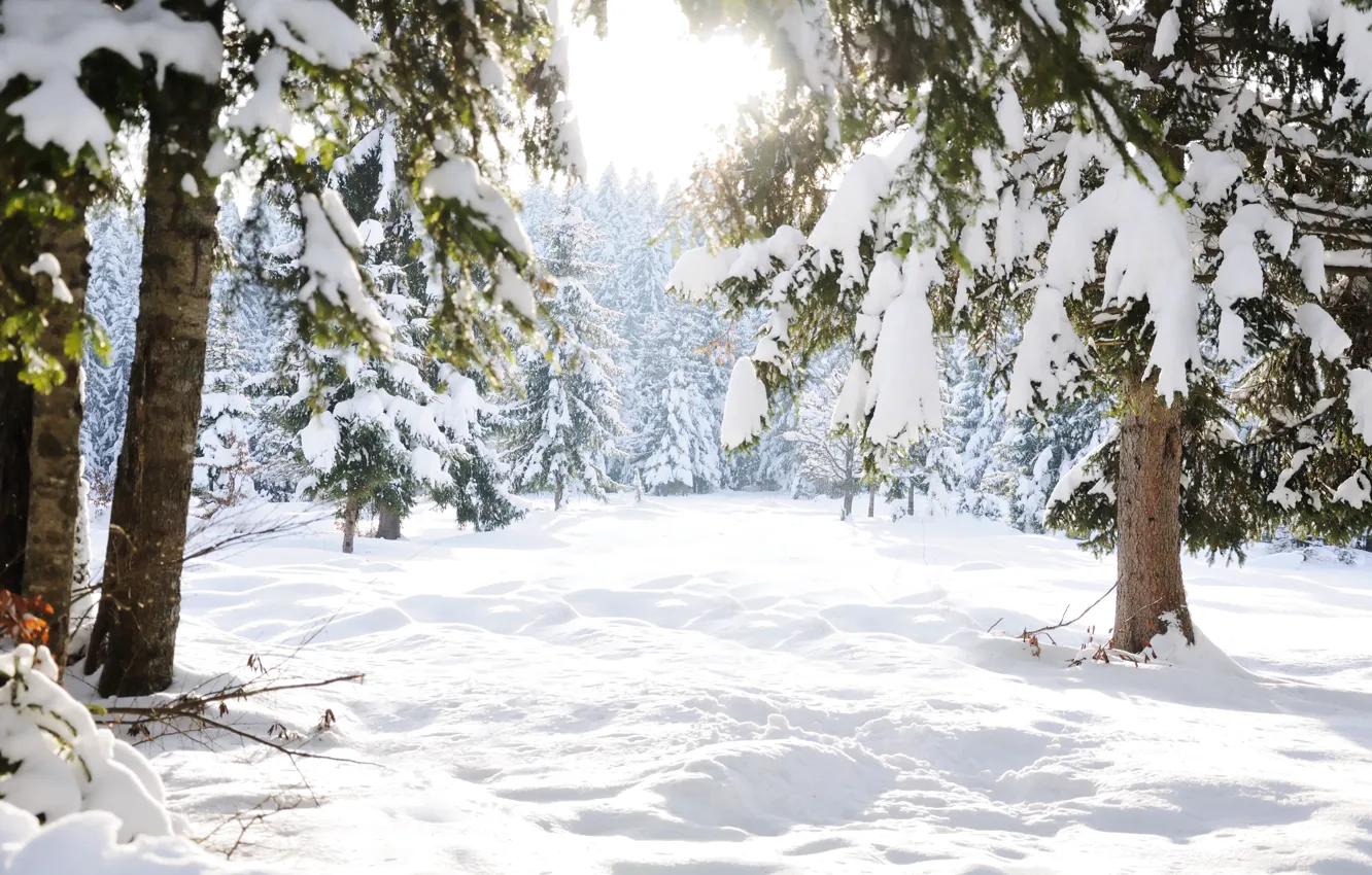 Фото обои зима, снег, деревья, пейзаж, зимний, елки, landscape, nature