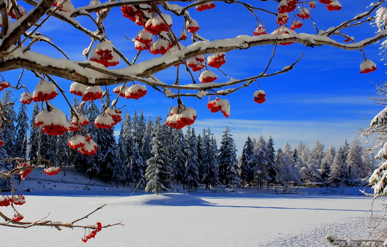 Фото обои зима, снег, деревья, ветки, ягоды, ели, рябина