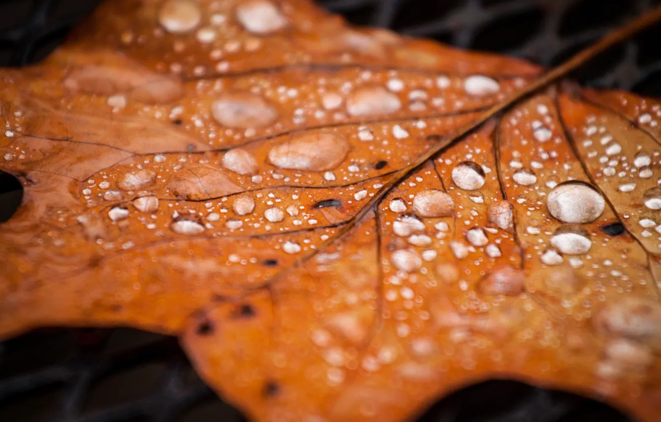 Фото обои осень, капли, лист, роса, сухой