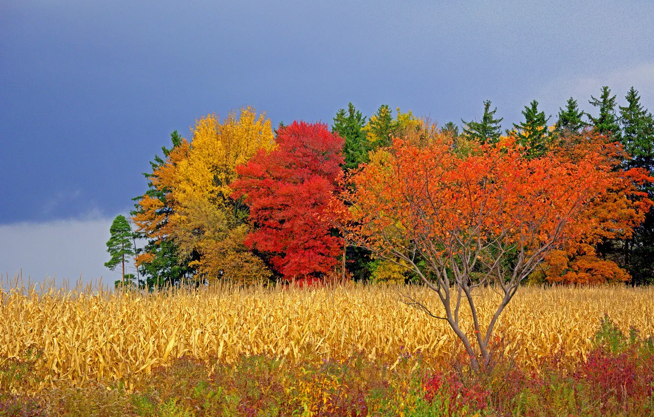 Фото обои поле, осень, небо, облака, деревья