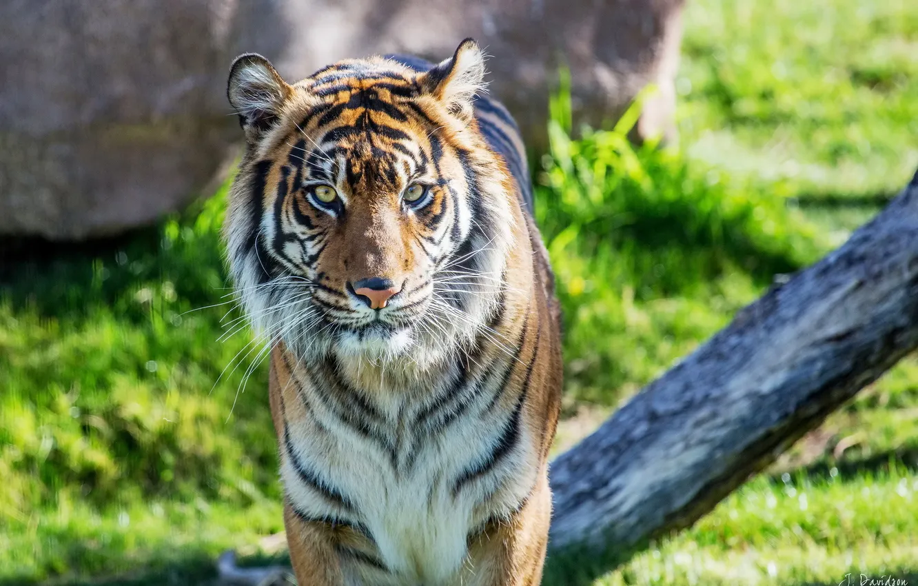 Фото обои тигр, хищник, суматранский
