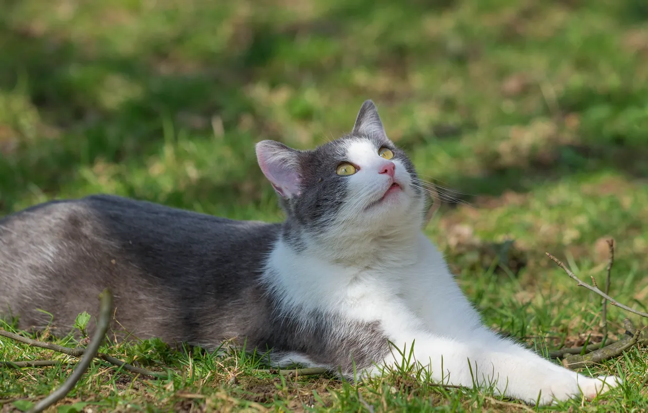 Фото обои кот, лужайка, коте