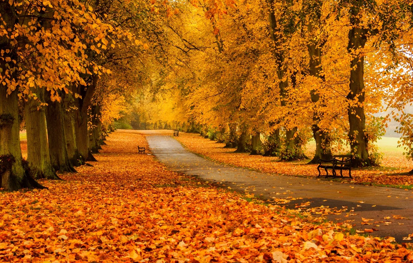 Фото обои осень, лес, трава, листья, деревья, скамейка, природа, парк