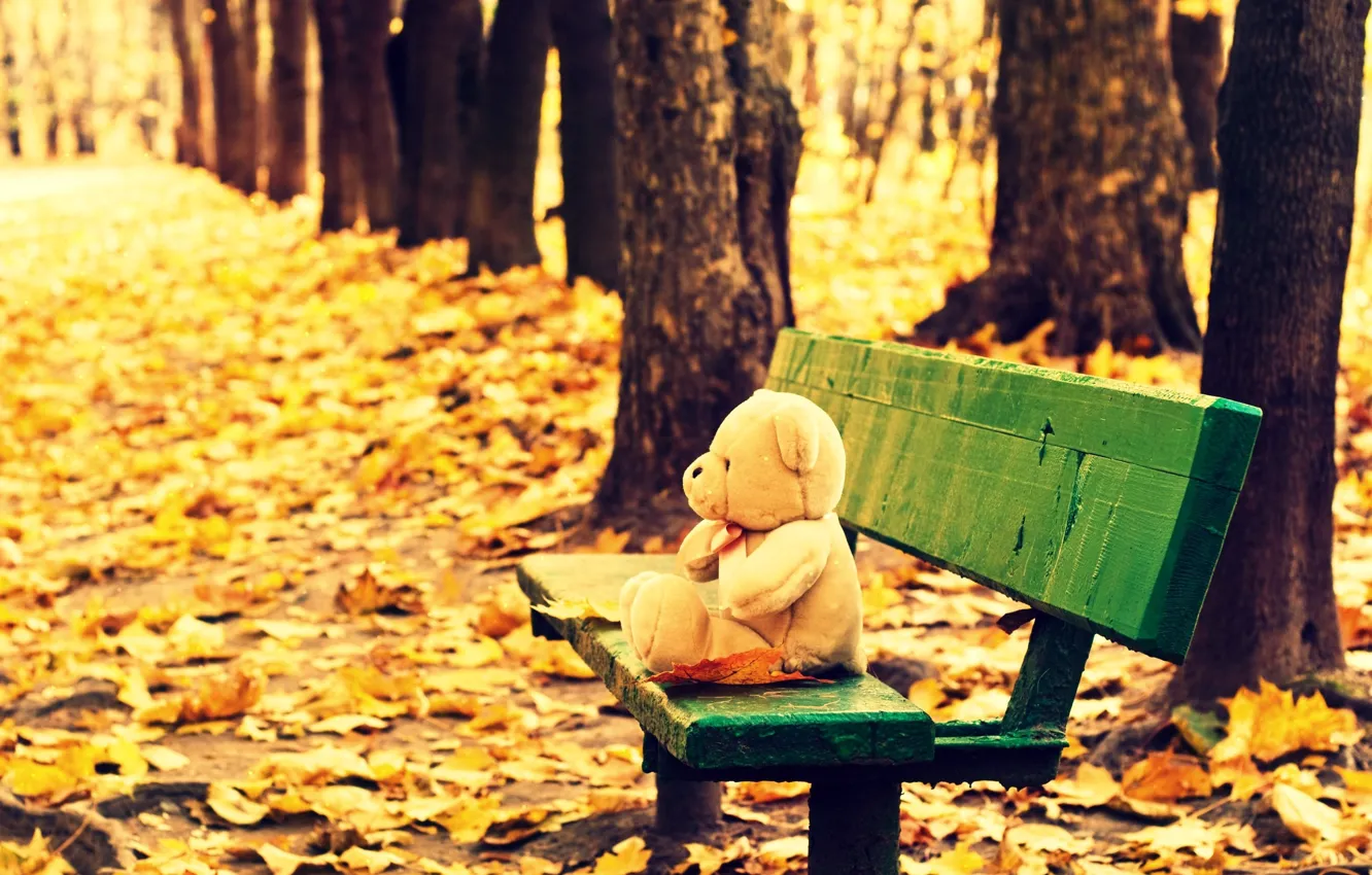 Фото обои осень, листья, деревья, скамейка, фон, дерево, обои, настроения