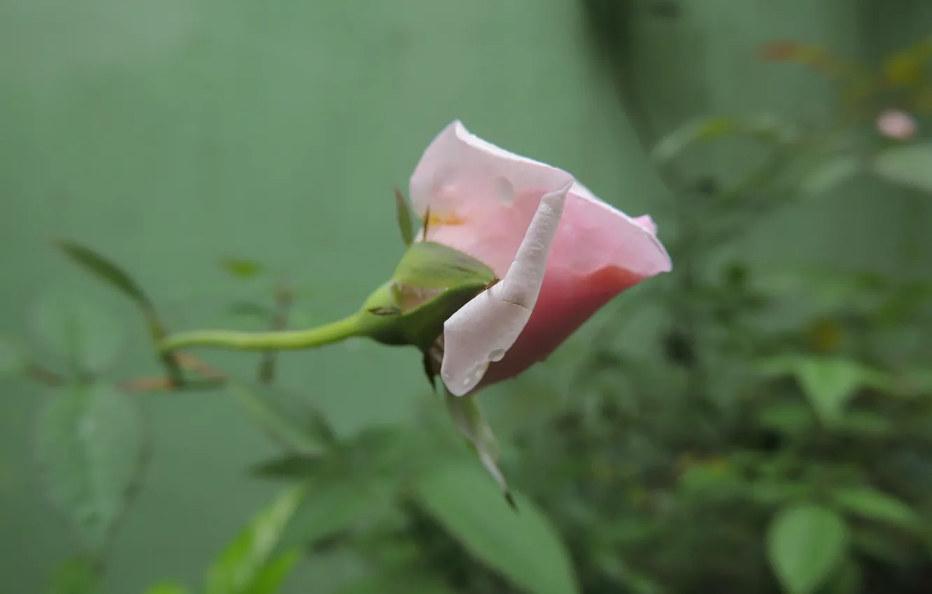 Фото обои rose, pink, macro