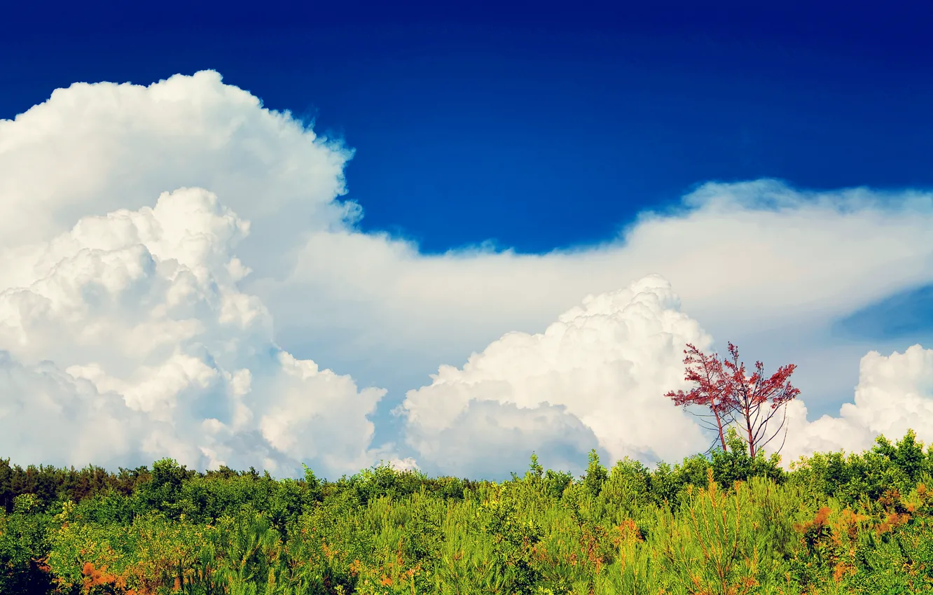 Фото обои лес, небо, облака, деревья, растения, солнечно