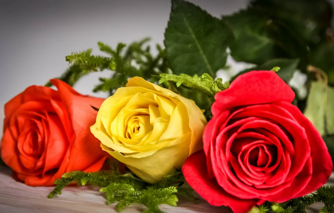 Фото обои розы, трио, бутоны
