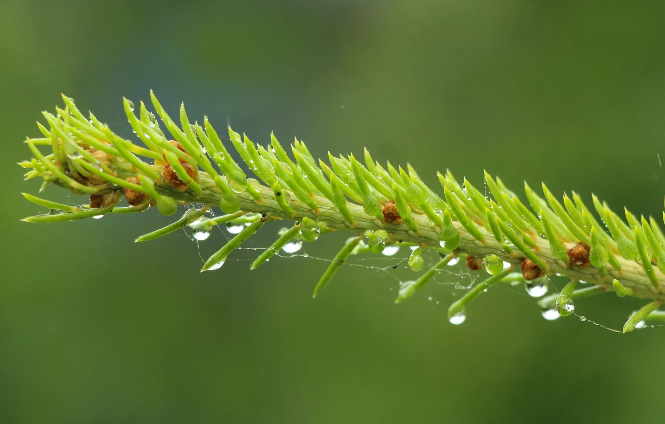 Фото обои drops, spruce, twig