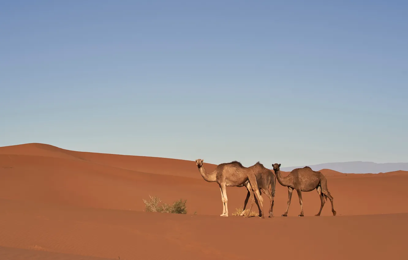 Фото обои песок, небо, природа, холмы, пустыня, колючки, дюны, верблюд