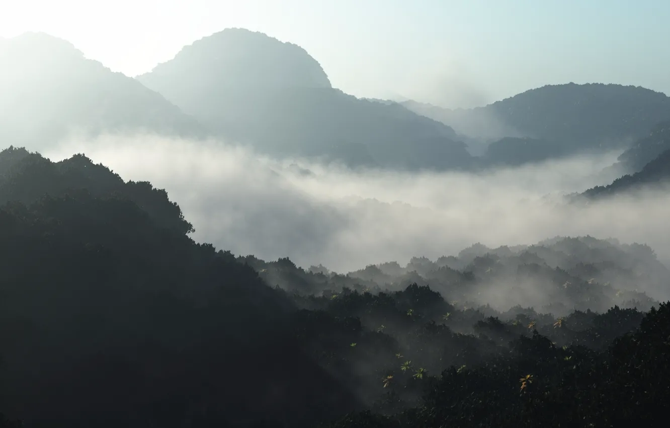 Фото обои лес, туман, рассвет, холмы, утро, арт