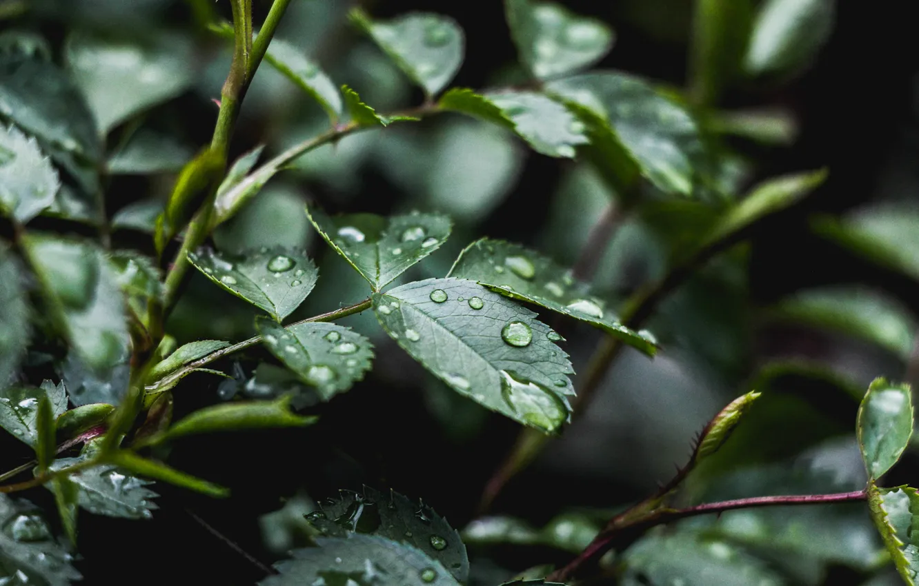 Фото обои листья, капли, макро, зеленый, дождь, растение