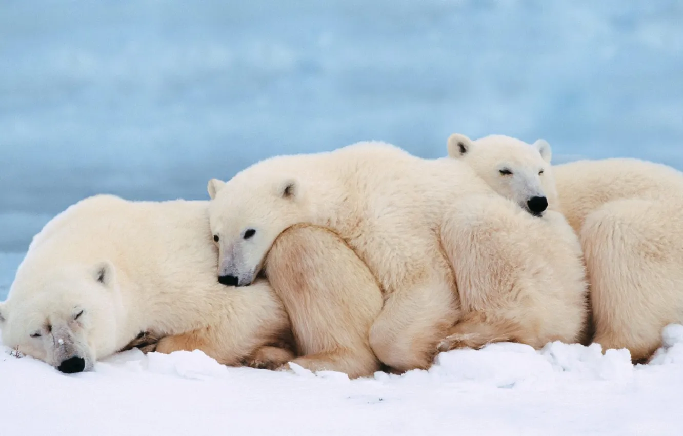Фото обои дети, Медведи, белые, мама, трое, спят