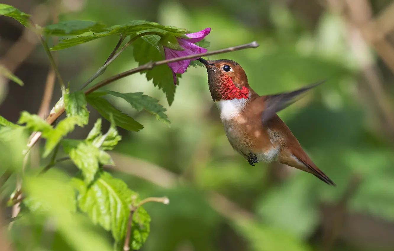 Фото обои цветок, птичка, Охристый колибри, rufous hummingbird