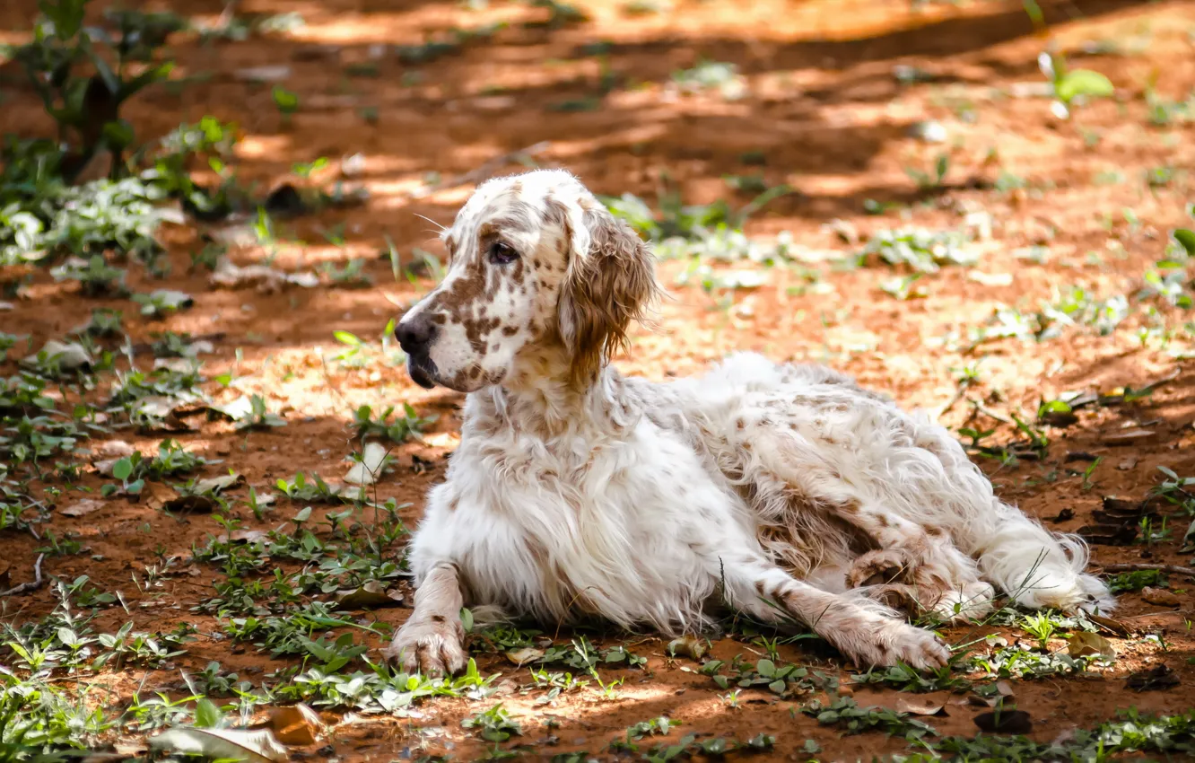 Фото обои природа, собака, english setter