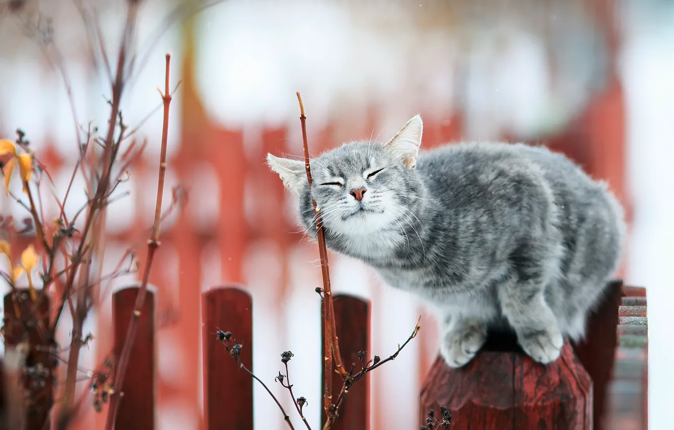 Фото обои кошка, кот, ветки, забор