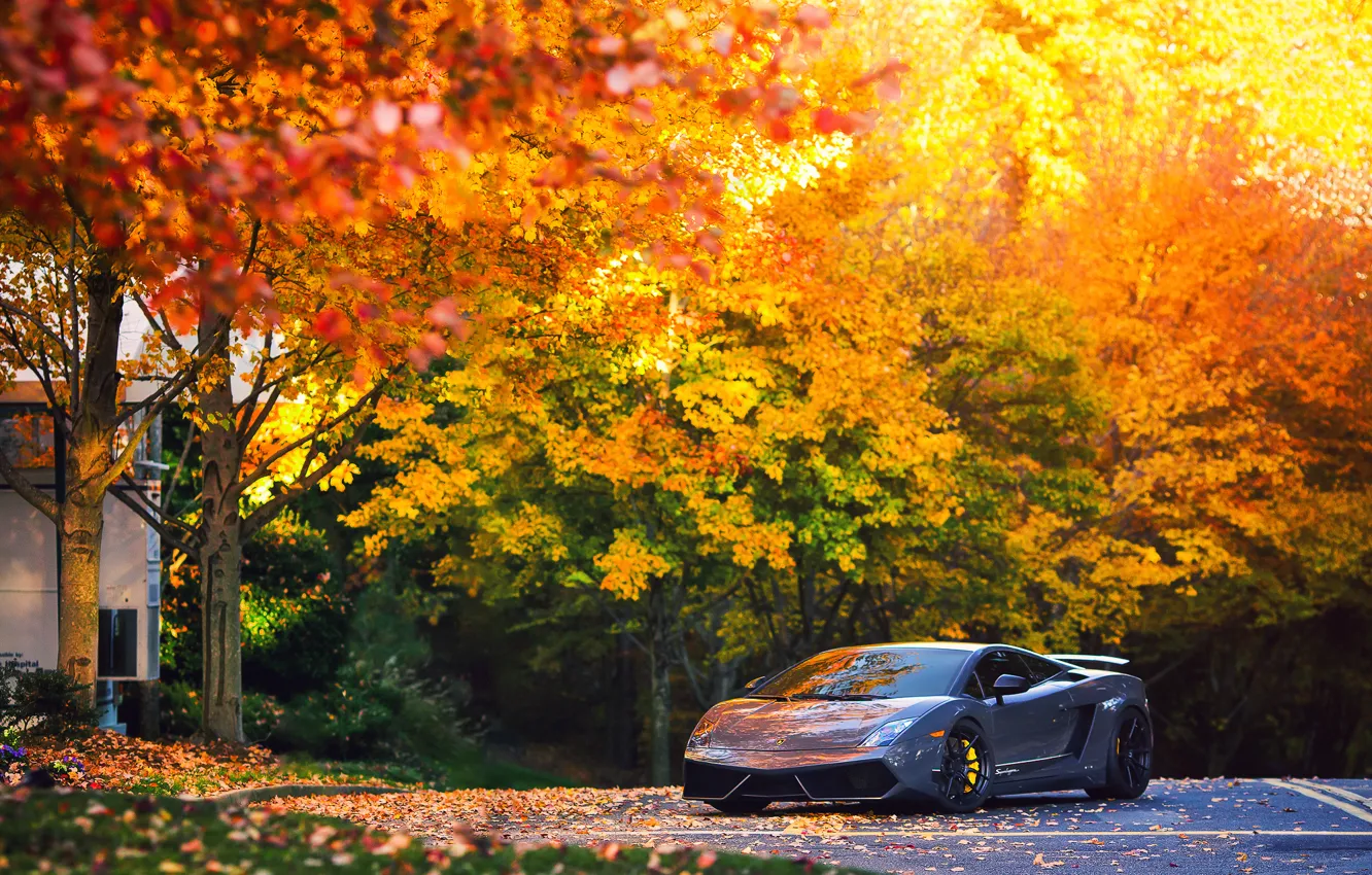 Фото обои осень, деревья, Lamborghini, Superleggera, Gallardo, LP570-4