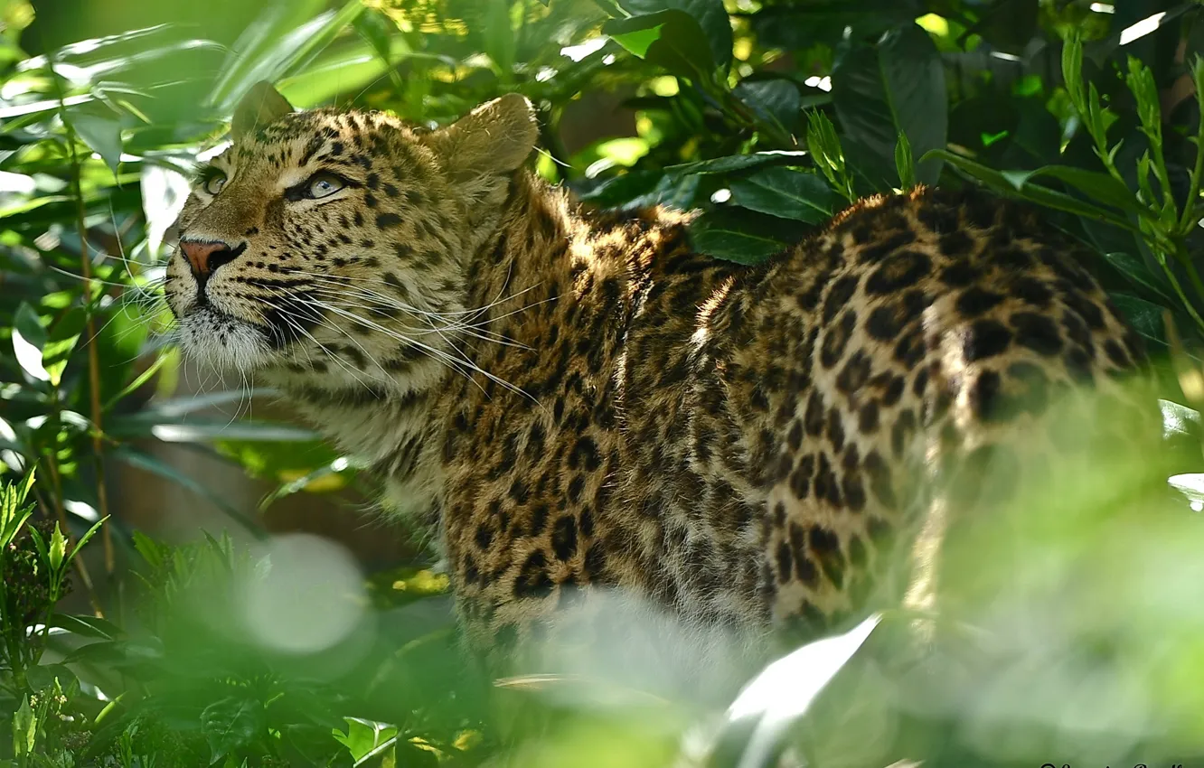 Фото обои листва, леопард, leopard, кустарник, смотрит вверх