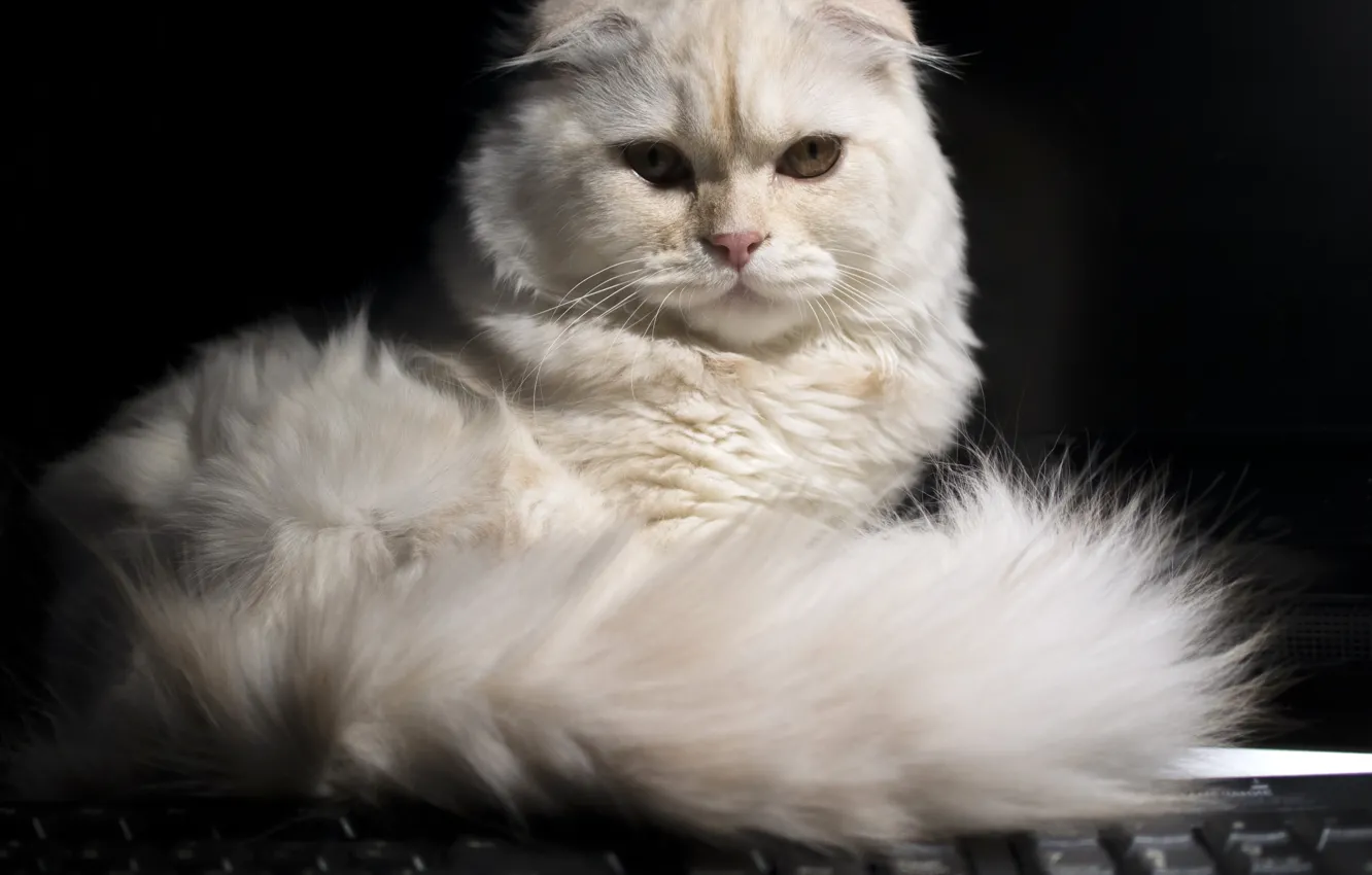 Фото обои взгляд, хвост, скоттиш-фолд, Шотландская вислоухая кошка