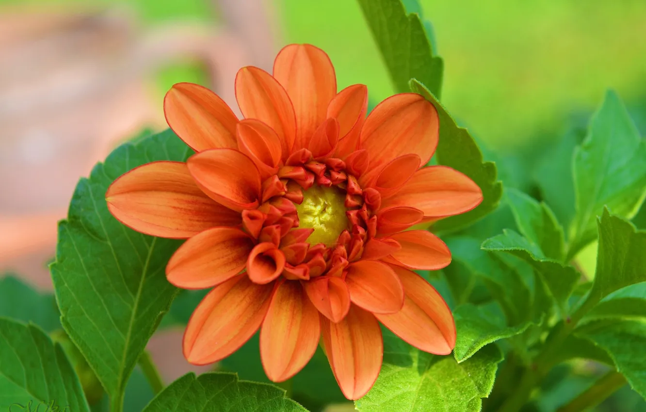 Фото обои Макро, Цветок, Orange flower