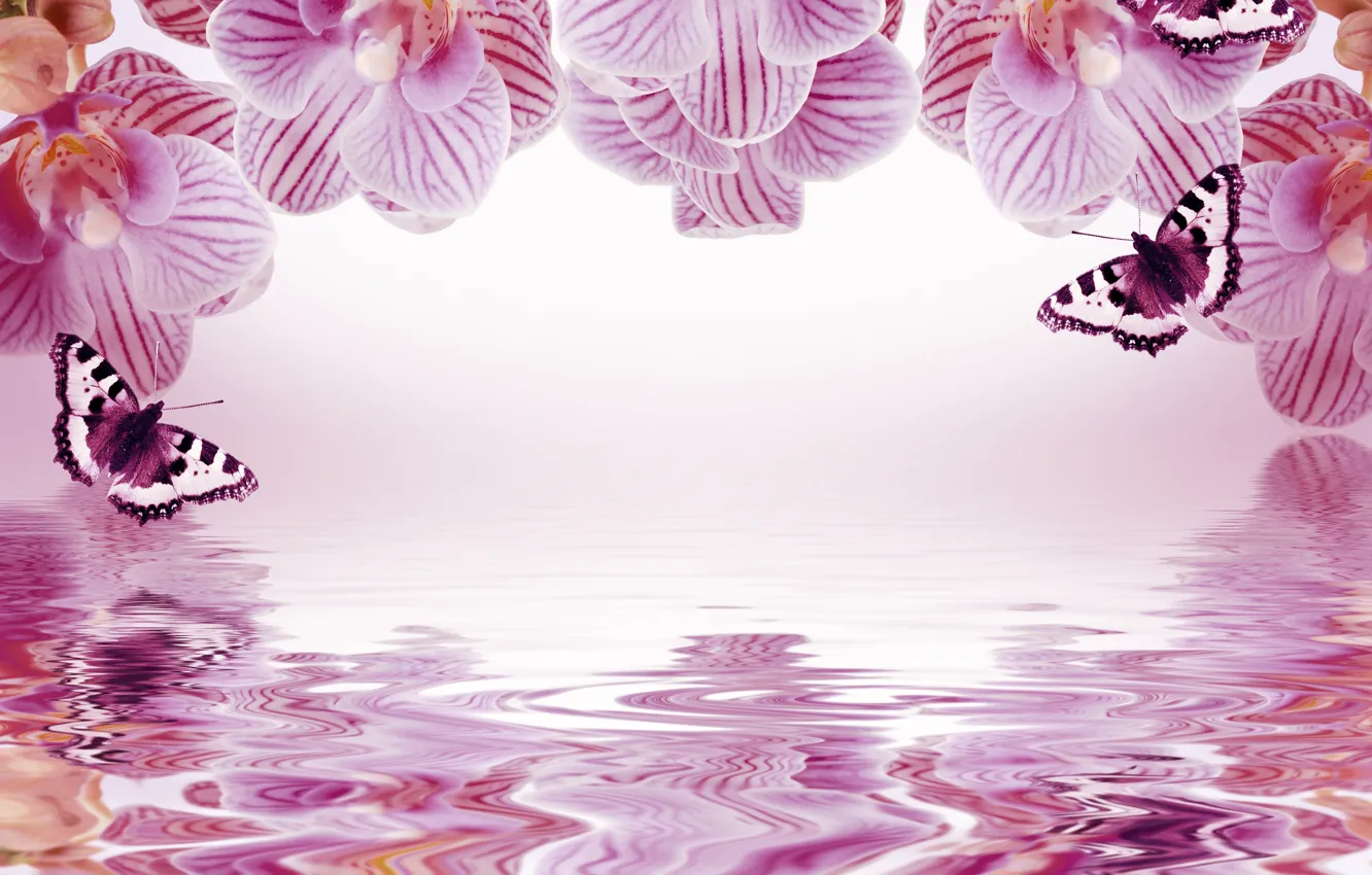 Фото обои бабочки, цветы, отражение, фон, рамка, орхидеи