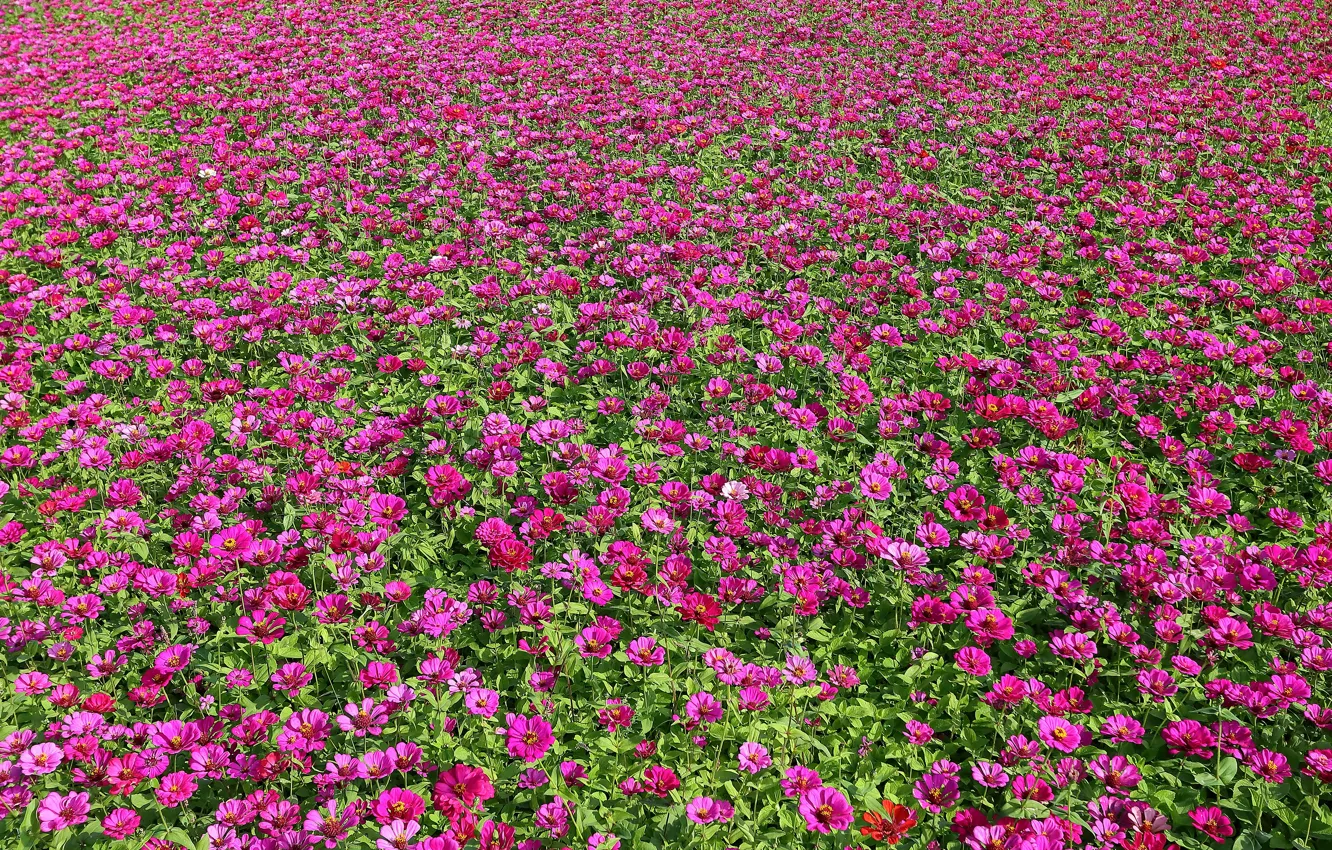 Фото обои поле, лето, цветы, поляна, текстура, розовые, много, цветочное поле