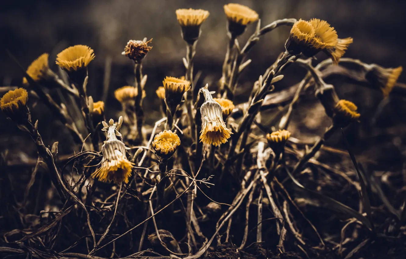 Фото обои цветы, полевые цветы, мать-и-мачеха