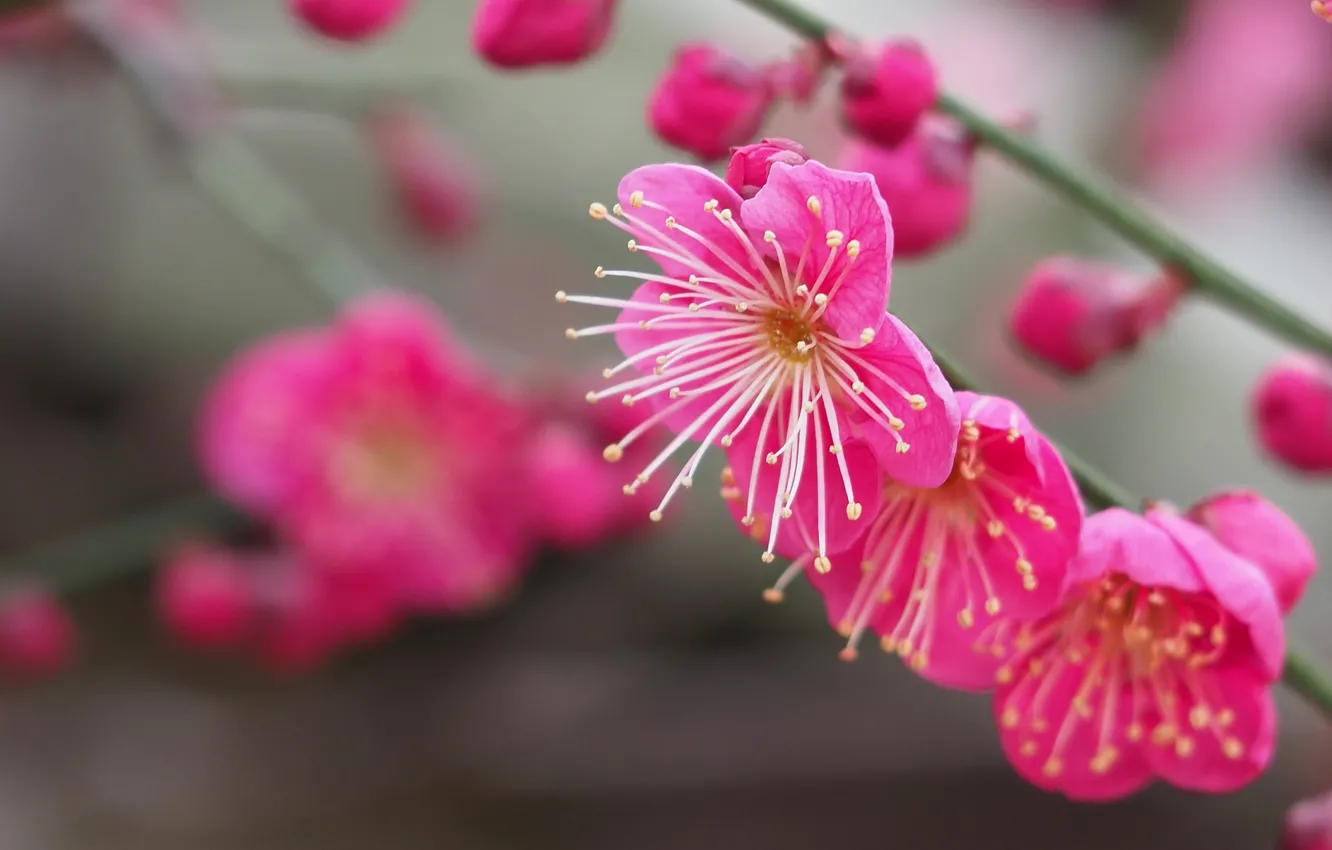 Фото обои макро, ветки, бутоны, цветение, цветки, Абрикос японский, Муме